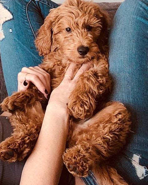 ultra mini goldendoodle|More.